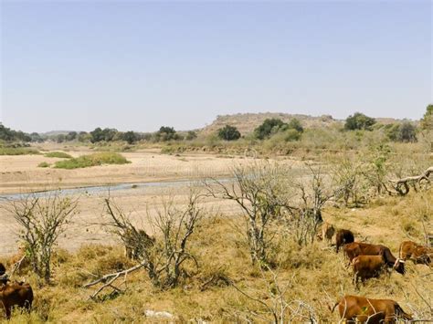 Il Grande Scontro di Mapungubwe: Un Incrocio di Potere Commerciale e Religioso nell'Africa Meridionale del VII Secolo