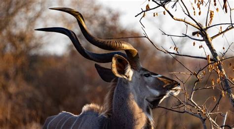 Il Grande Branco di Kudu: Un'Esplorazione Paleoetnologica e una Sfida alla Teoria del Miglioramento Genetico